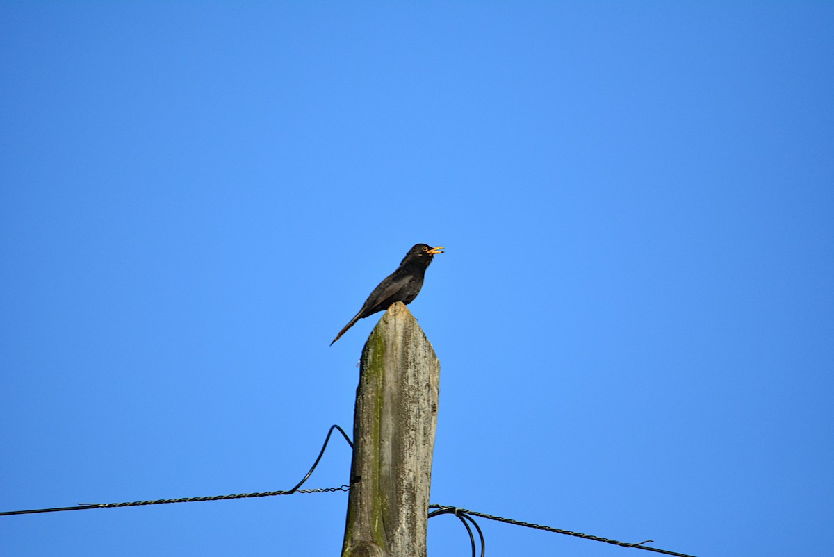 Eurasian Blackbird - Paulo Narciso
