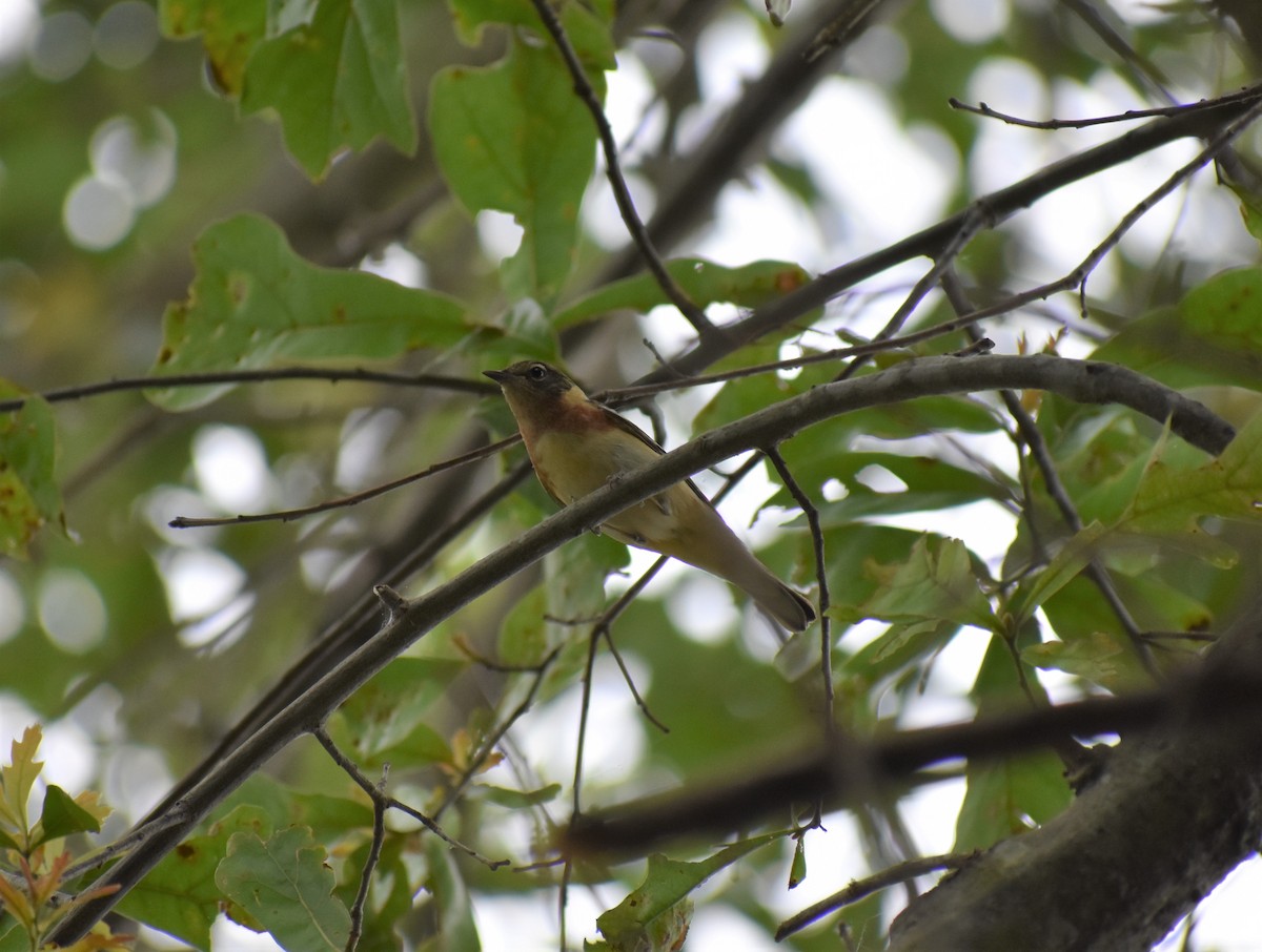 Bay-breasted Warbler - ML235872971