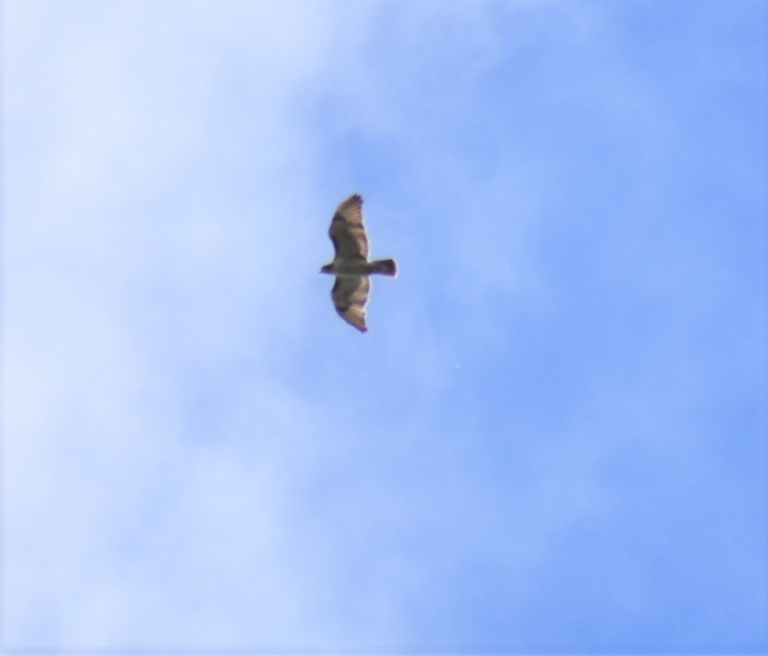 Red-tailed Hawk - ML235875631