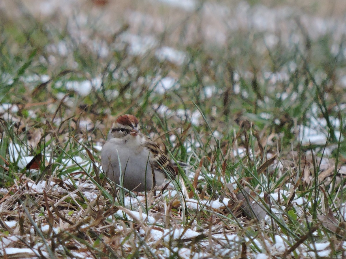 Chipping Sparrow - ML23587731
