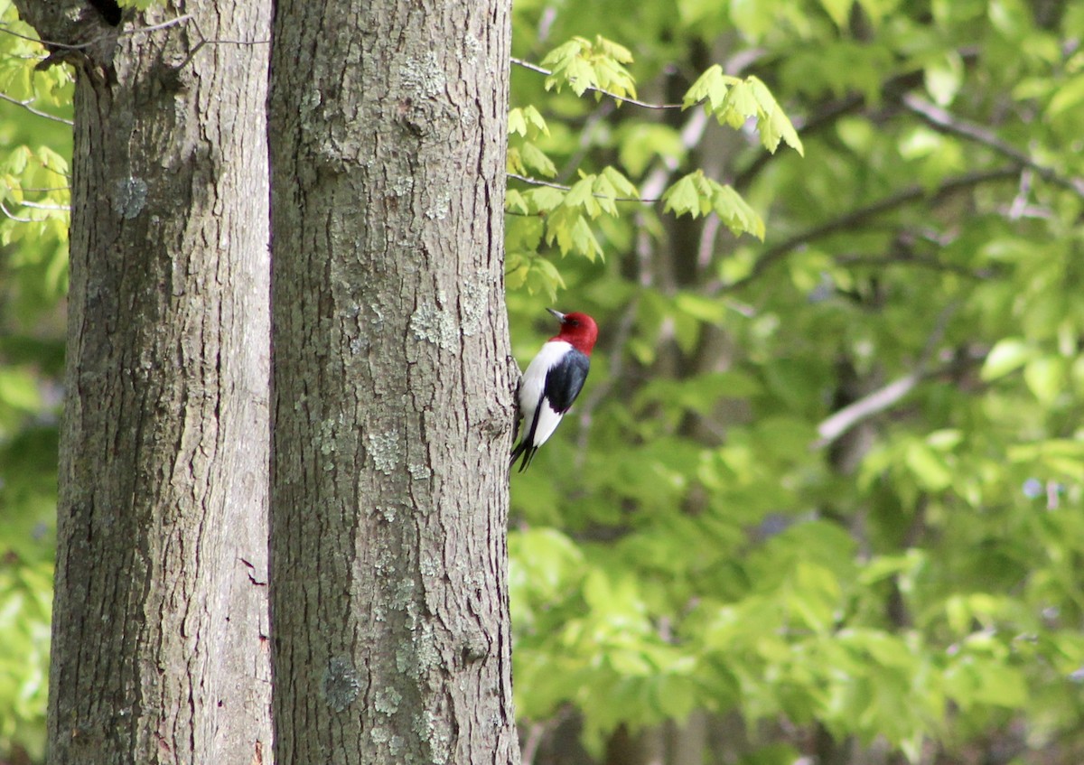 Red-headed Woodpecker - Ben Shamgochian