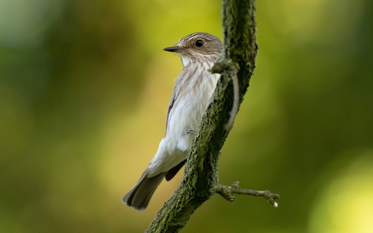 Spotted Flycatcher - James Kennerley