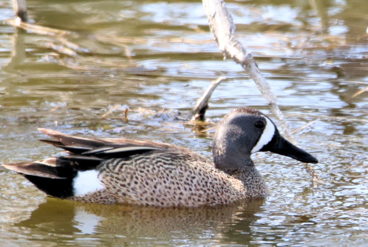 Blue-winged Teal - ML235886821
