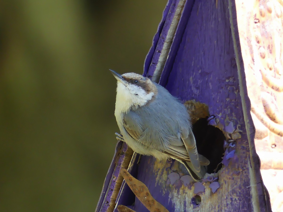 Brown-headed Nuthatch - ML235888921