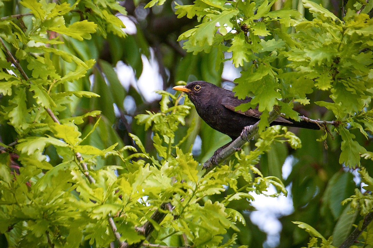 Eurasian Blackbird - Ondřej Beneš