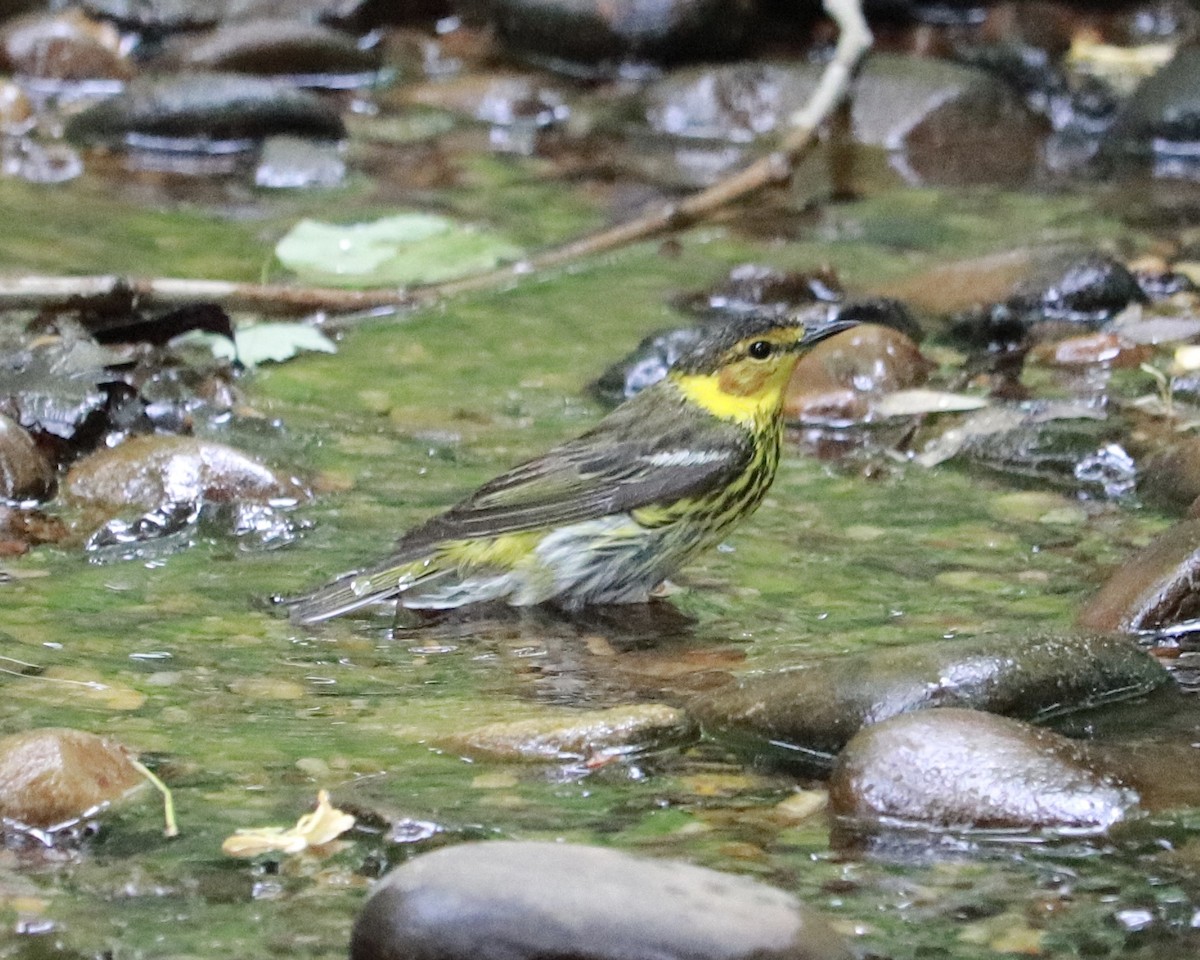 Cape May Warbler - ML235893771
