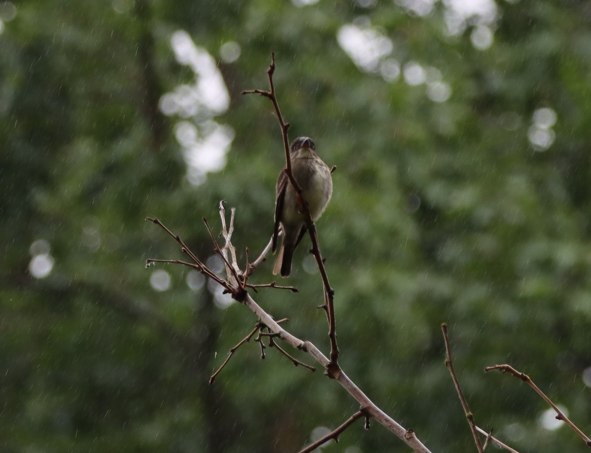 Olive-sided Flycatcher - Andrew Lee