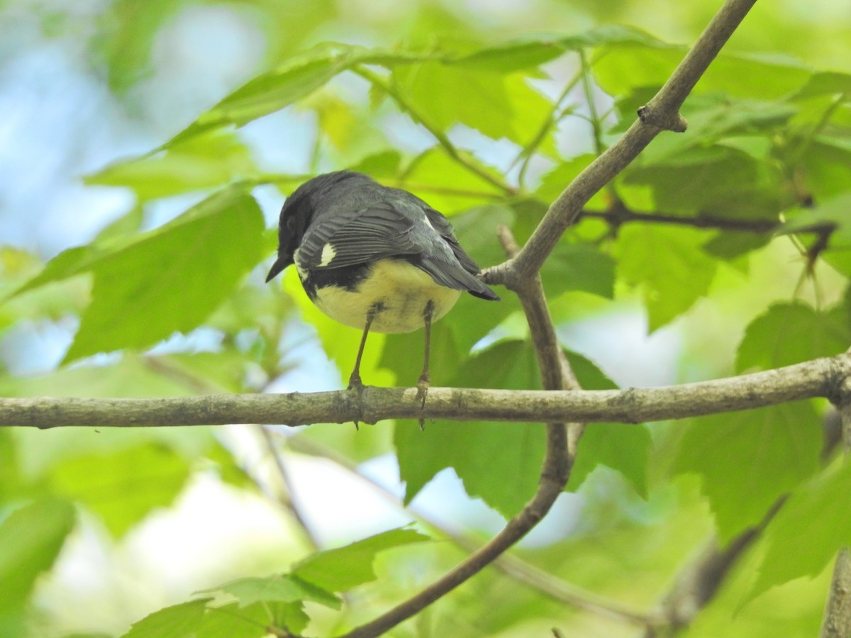Black-throated Blue Warbler - ML235905241