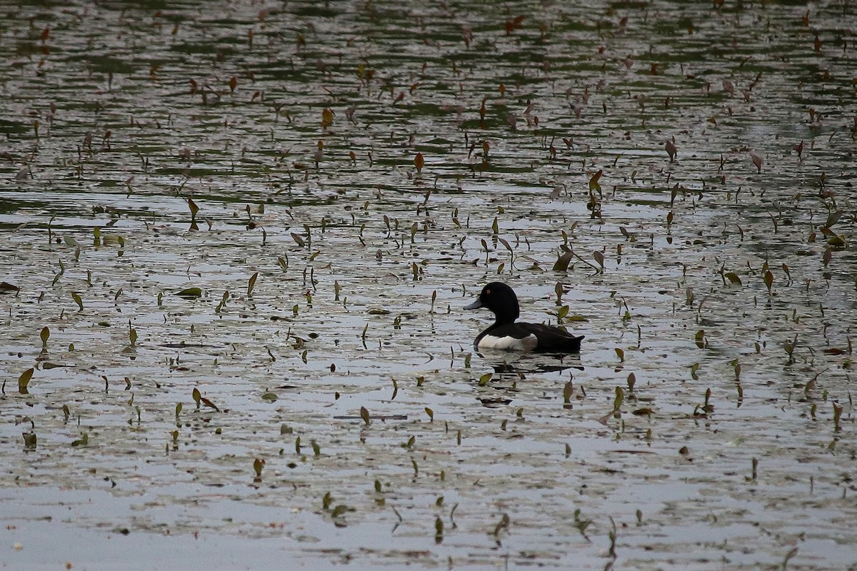 Tufted Duck - ML235913391