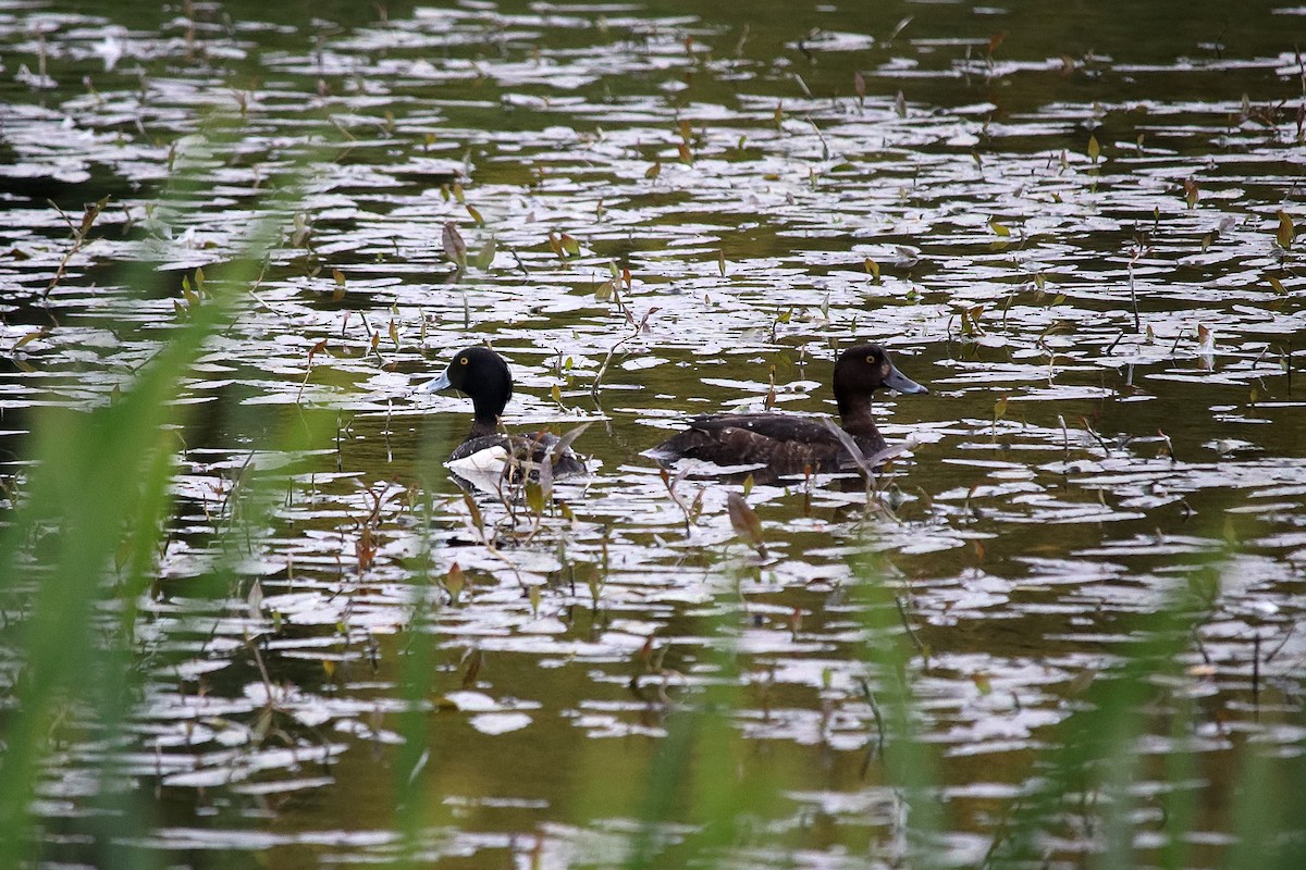 Tufted Duck - ML235913901