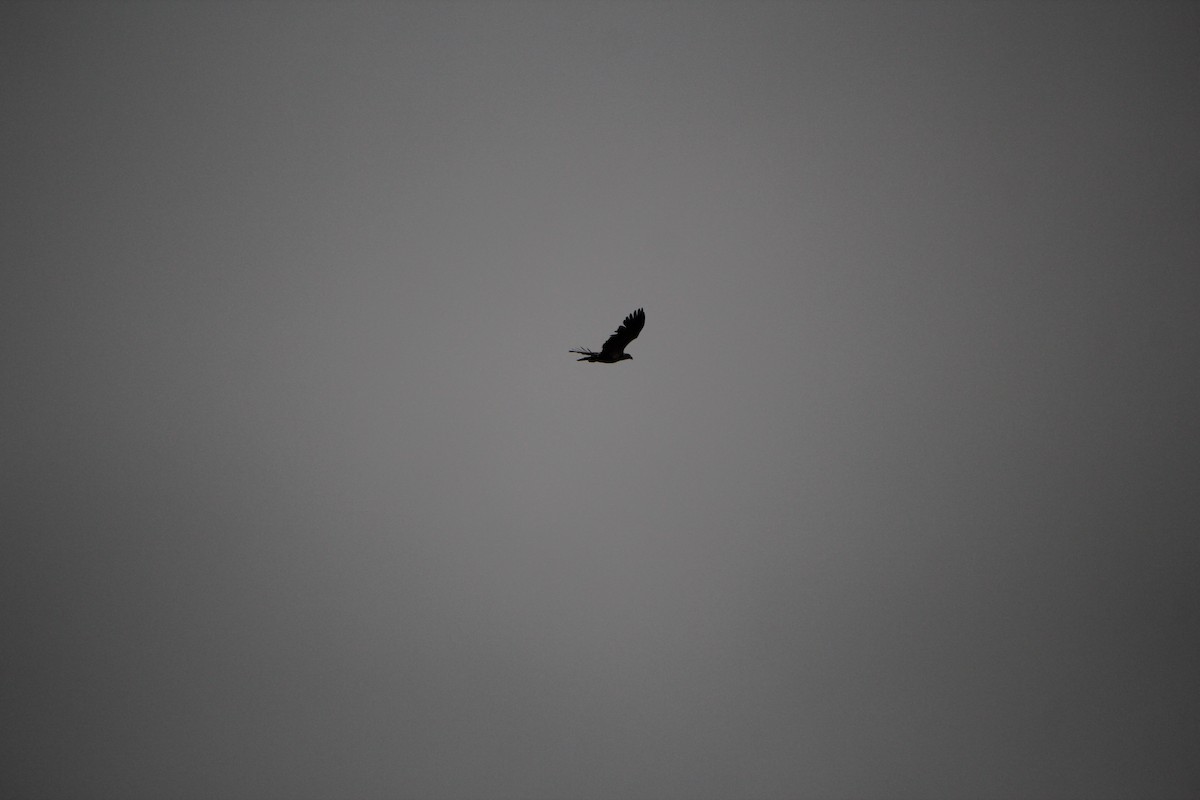 Bald Eagle - Quinten Wiegersma