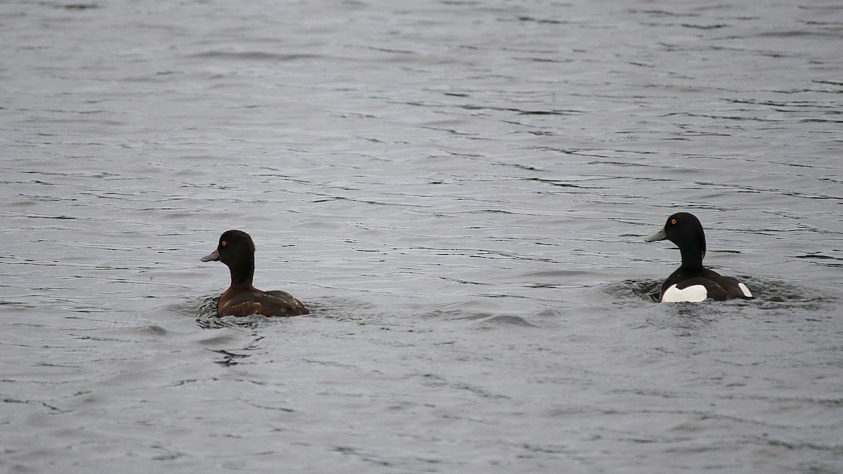 Tufted Duck - ML235914561