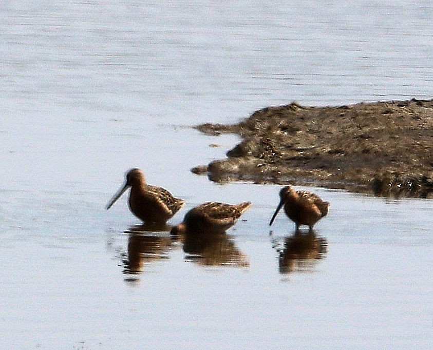 Long-billed Dowitcher - ML235930071