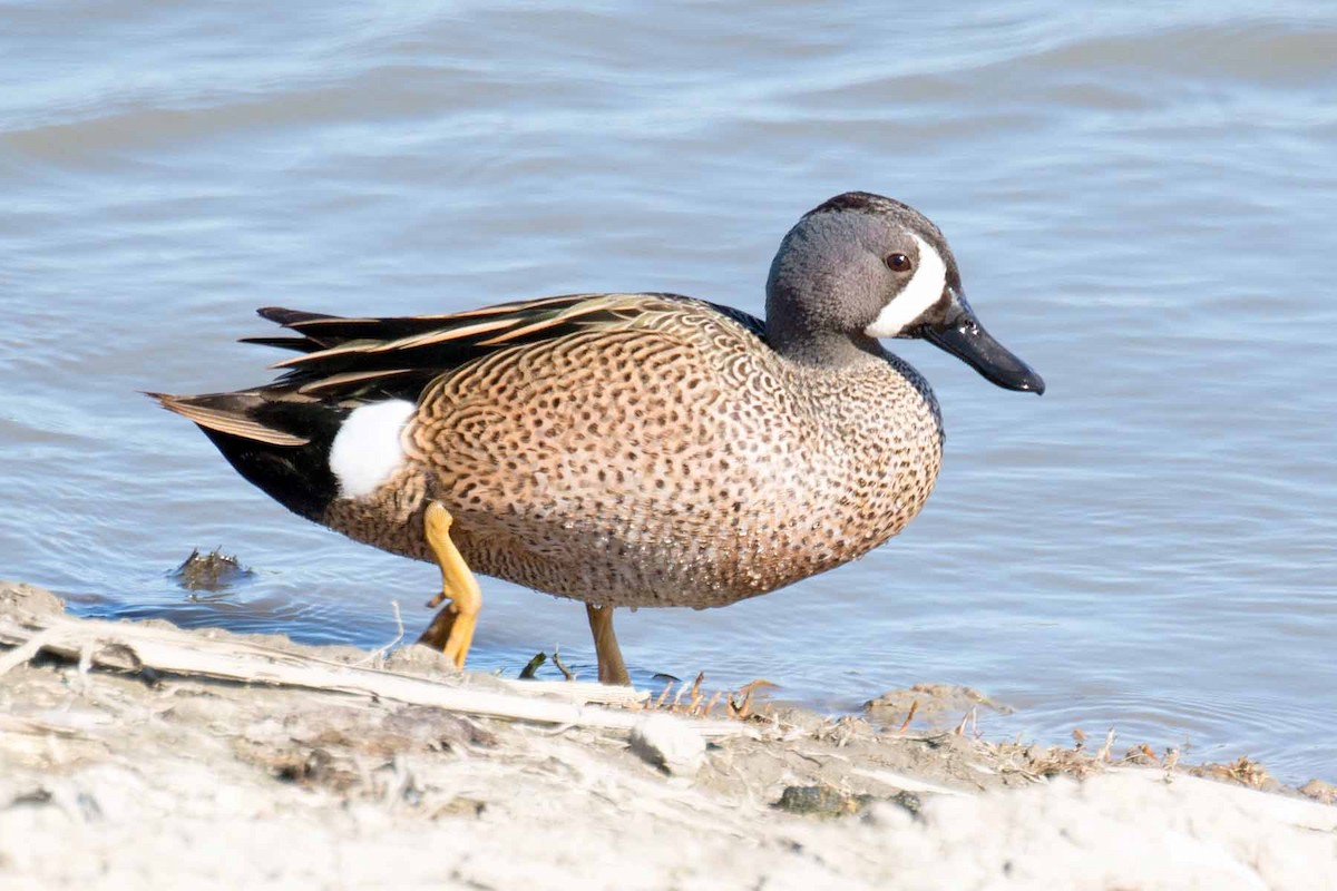 Blue-winged Teal - ML235933111