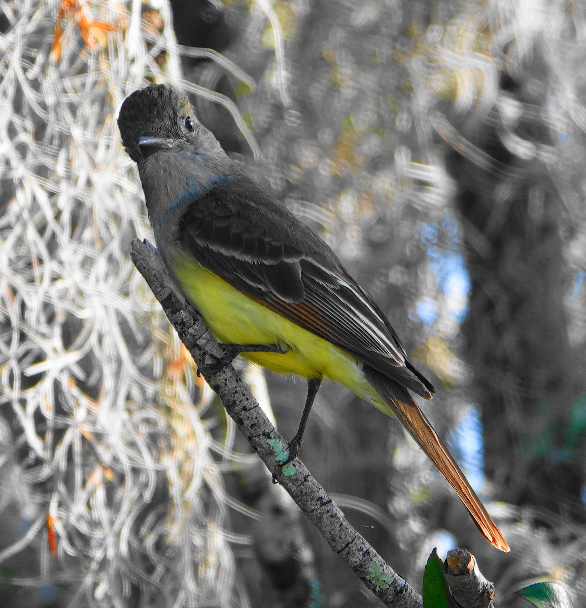 Great Crested Flycatcher - ML235936891
