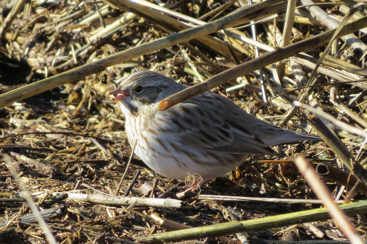 Savannah Sparrow (Ipswich) - George Rementer