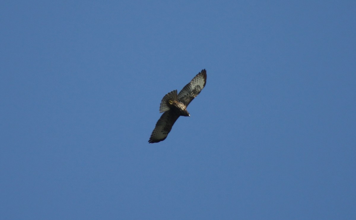 Short-tailed Hawk - ML235943651