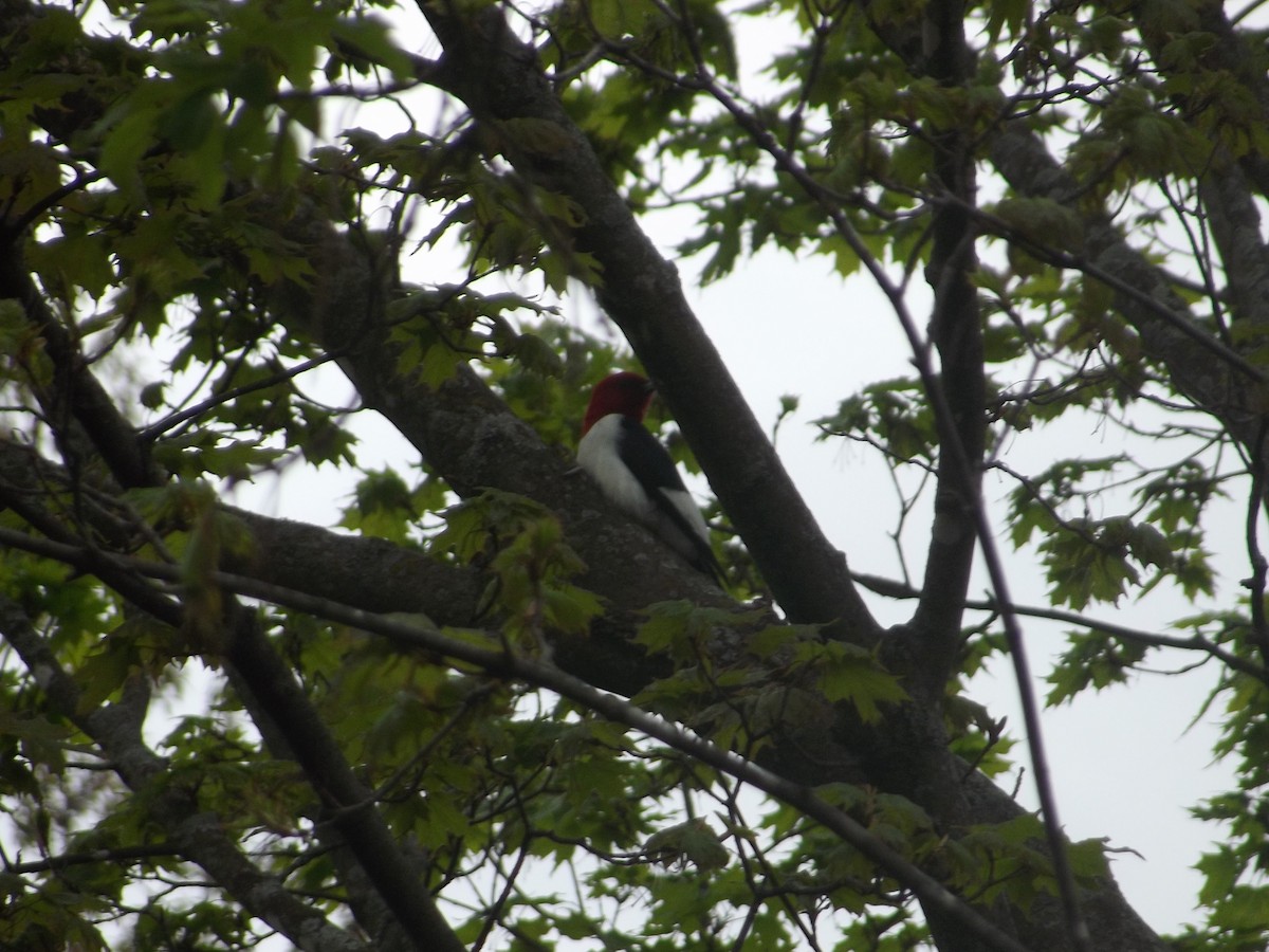 Red-headed Woodpecker - Tyler Hodges