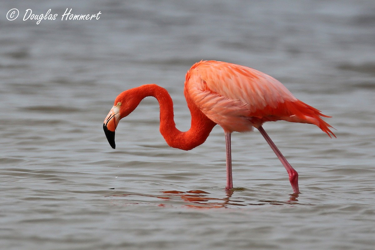 American Flamingo - Doug Hommert