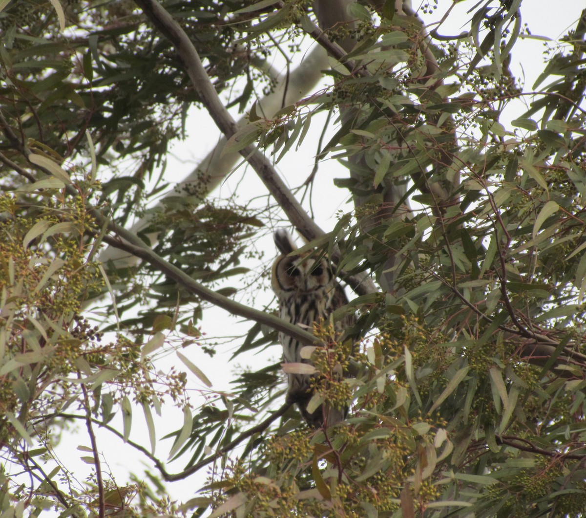 Striped Owl - ML235953591