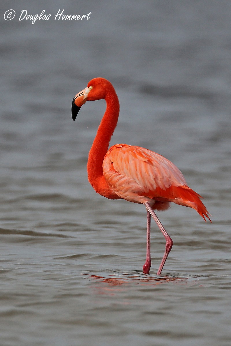 Amerika Flamingosu - ML23595371