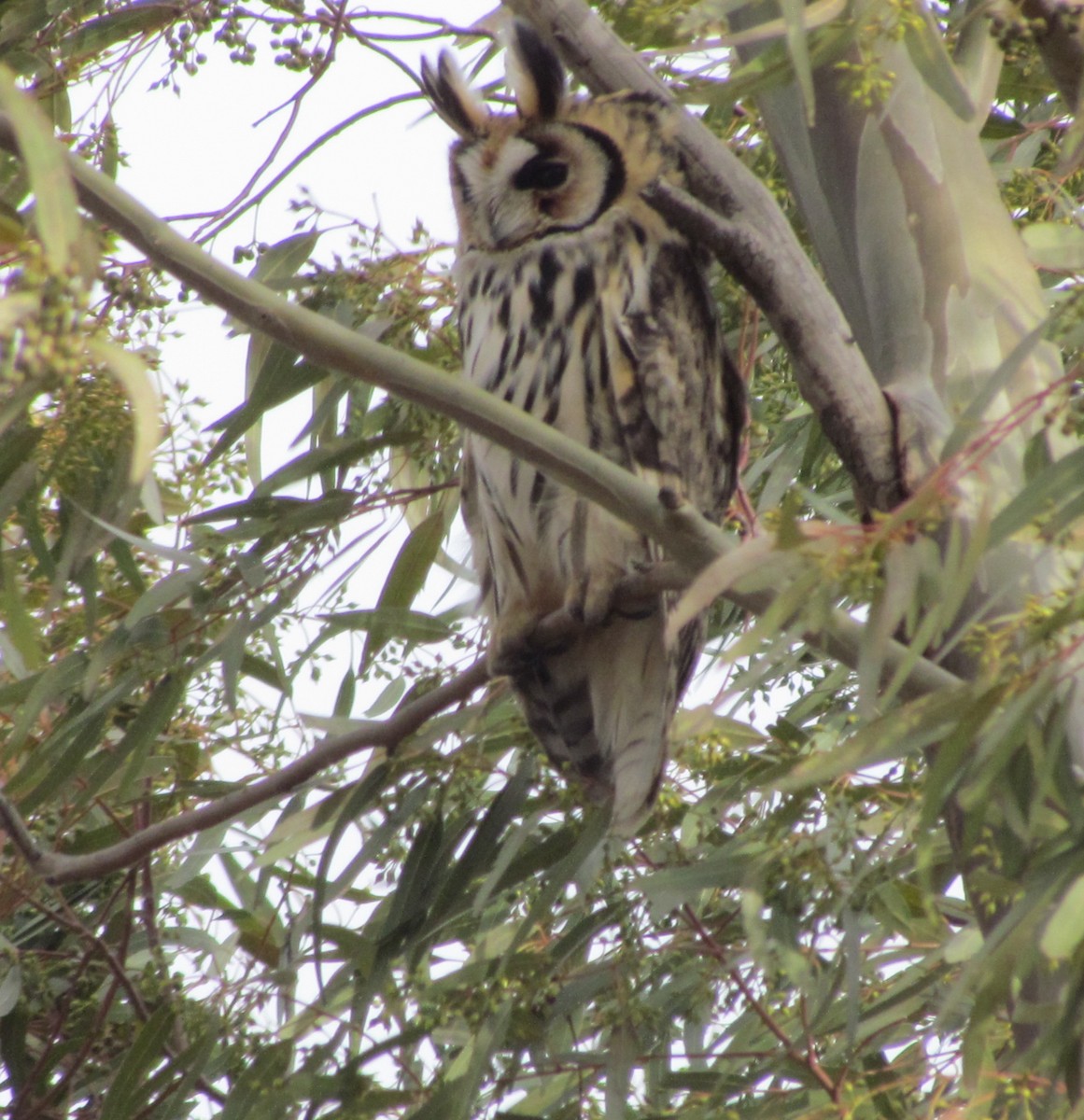 Striped Owl - ML235953851