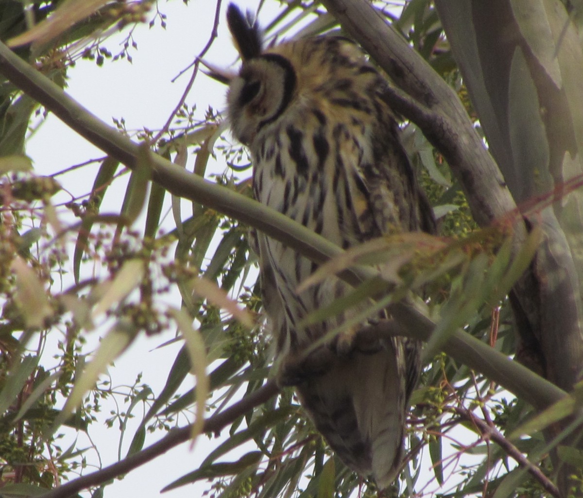 Striped Owl - ML235954111