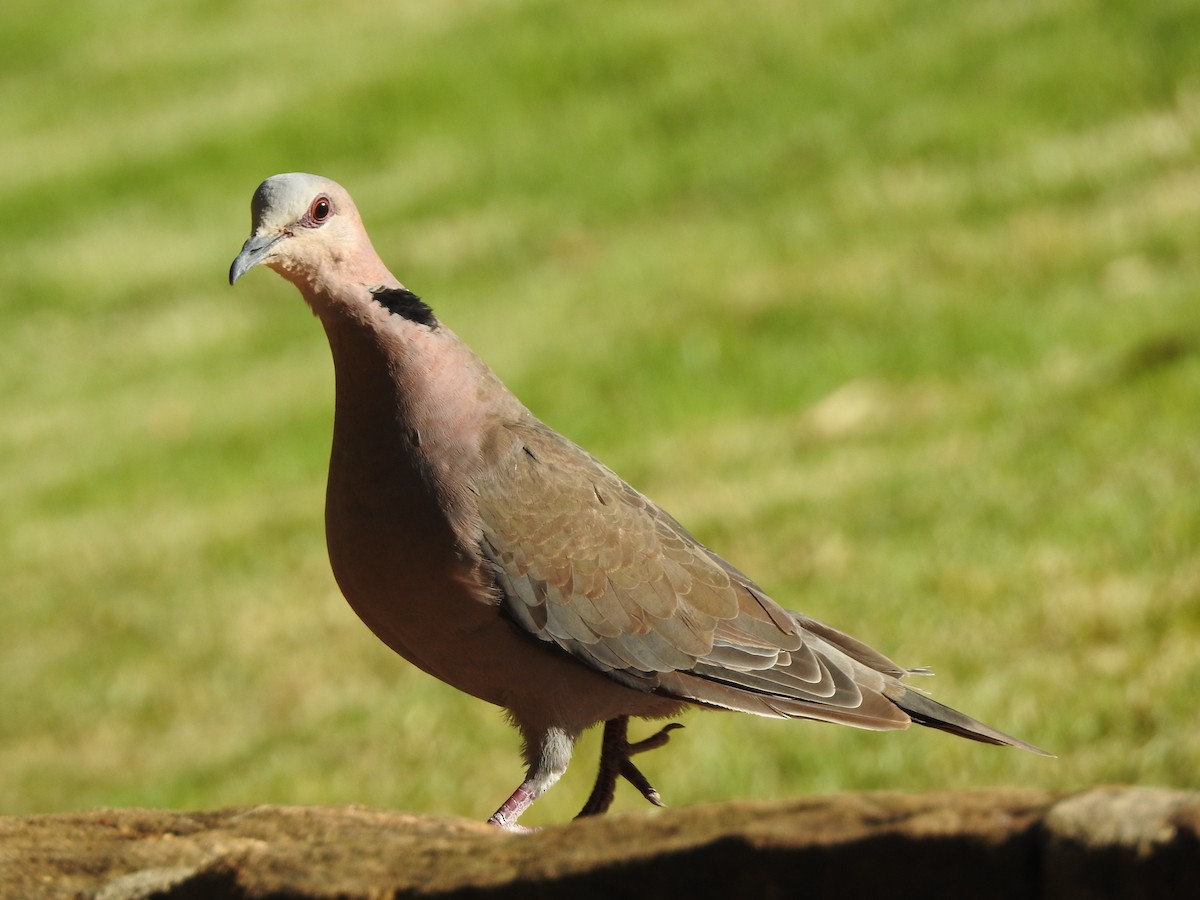 Red-eyed Dove - ML235957071