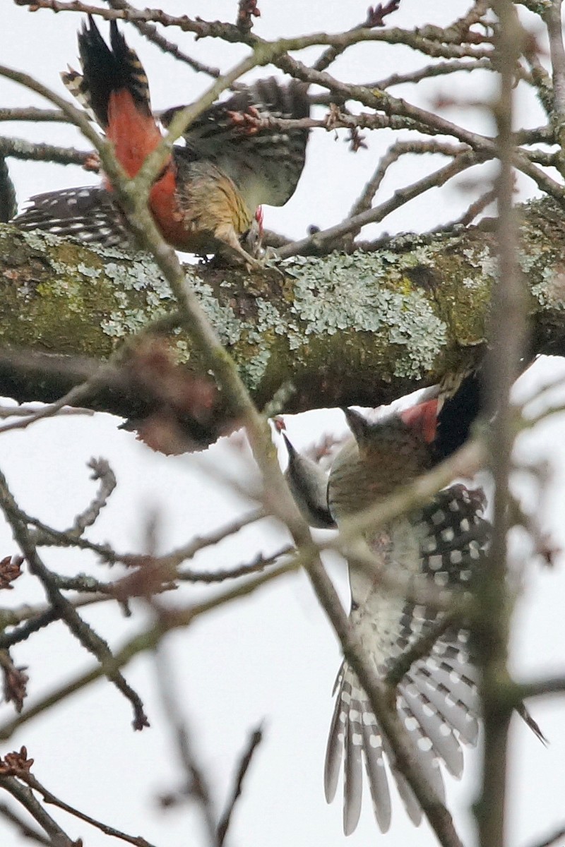 Middle Spotted Woodpecker - ML23595931