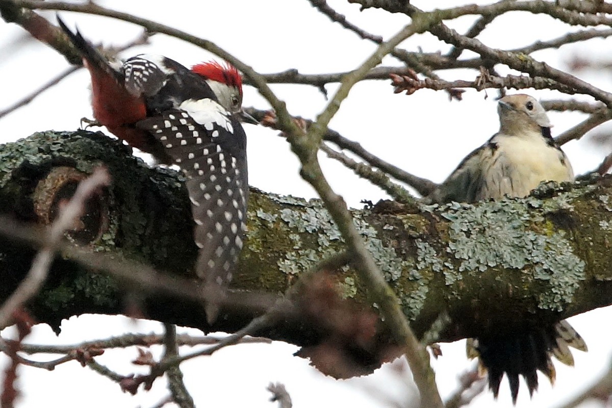 Middle Spotted Woodpecker - Heiko Heerklotz