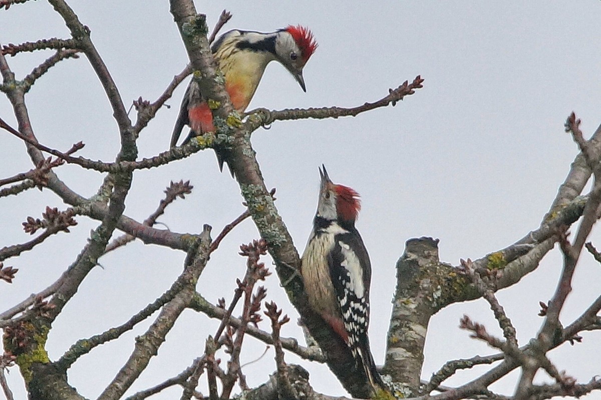 Middle Spotted Woodpecker - Heiko Heerklotz