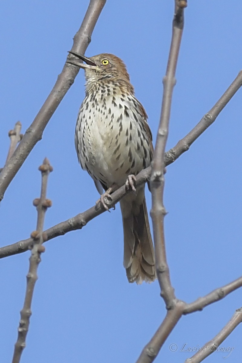 Brown Thrasher - Lucien Lemay