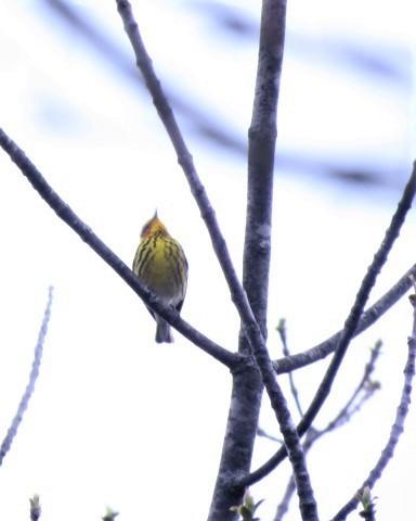 Cape May Warbler - Anonymous ebirder