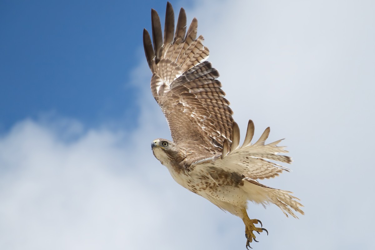 Red-tailed Hawk - ML235967501
