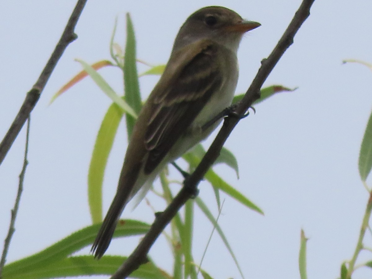 Willow Flycatcher - Suanne Pyle
