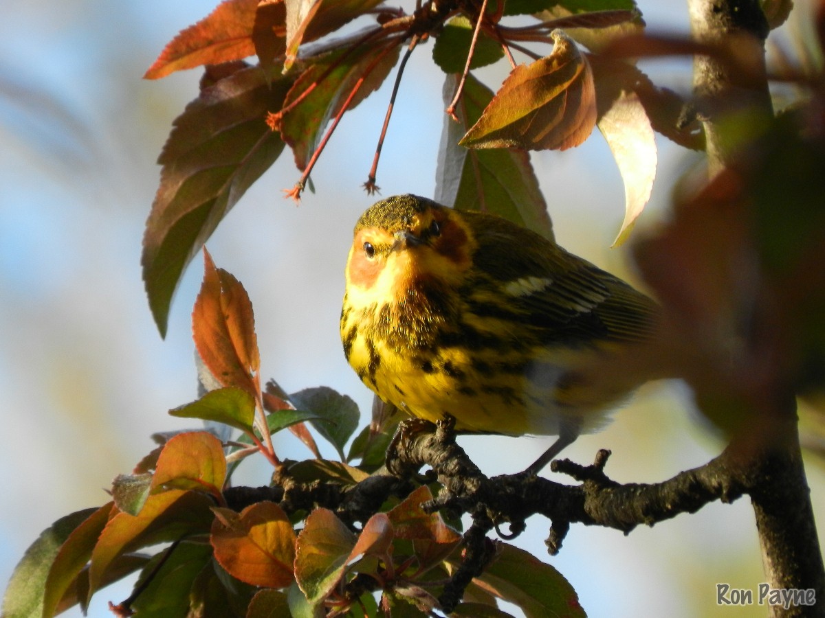 Cape May Warbler - Ron Payne