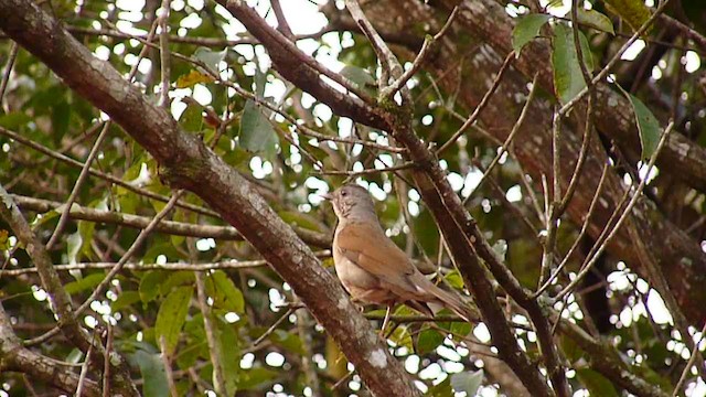 Pale-breasted Thrush - ML235981031