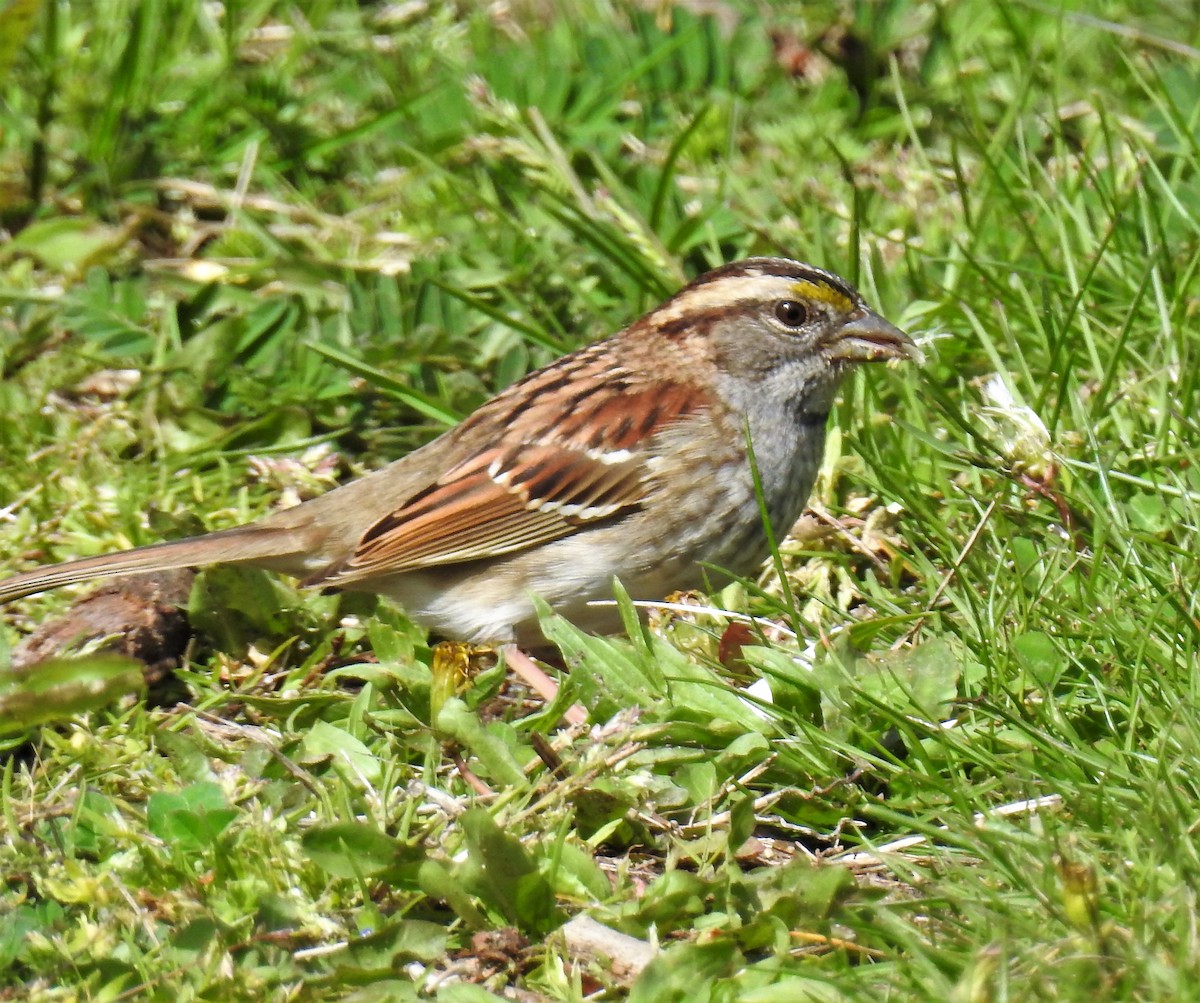 White-throated Sparrow - ML235981721