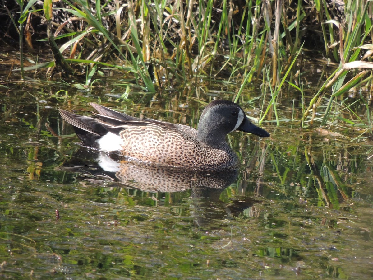 Blue-winged Teal - Randy Hill