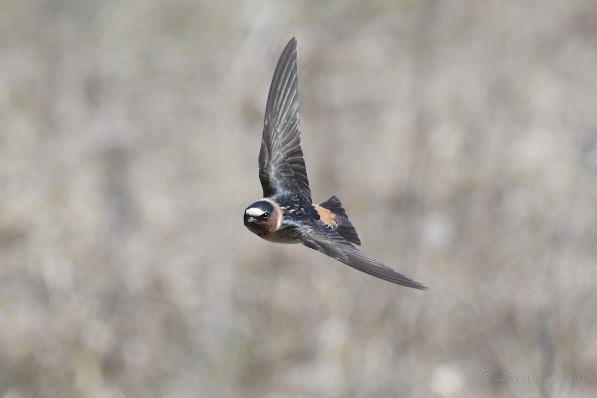 Cliff Swallow - Lucien Lemay