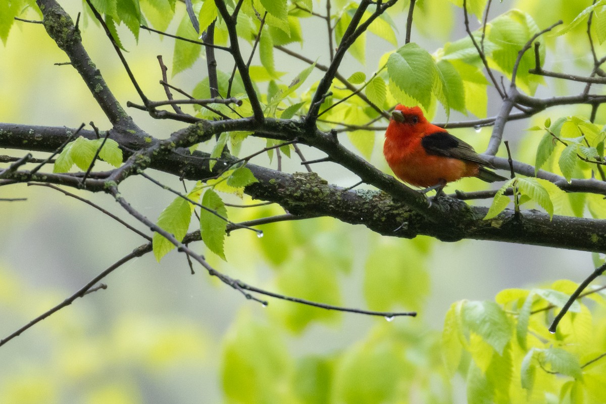 Scarlet Tanager - ML235988031