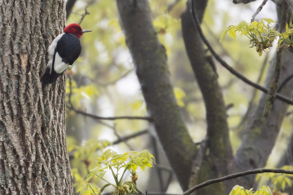 Red-headed Woodpecker - ML235988281
