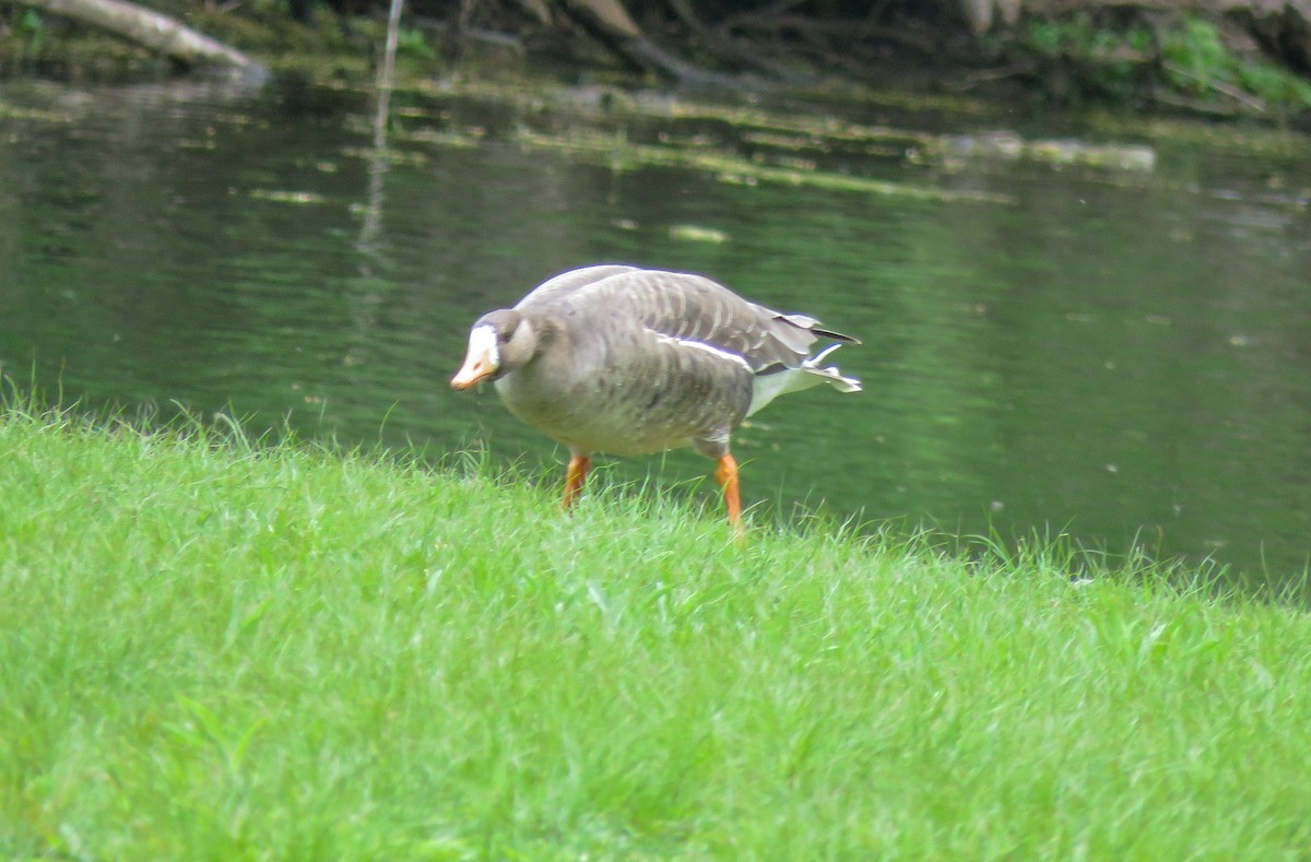 Greater White-fronted Goose - ML235989621
