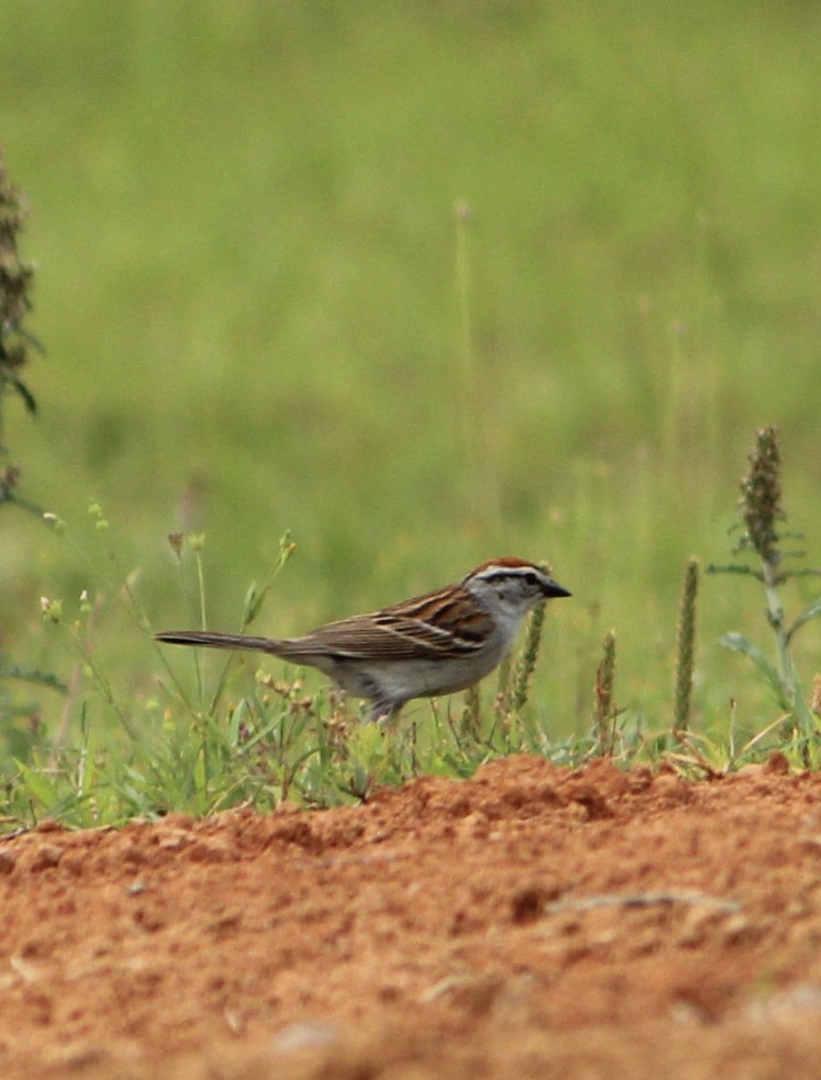 Chipping Sparrow - Cullen Brown