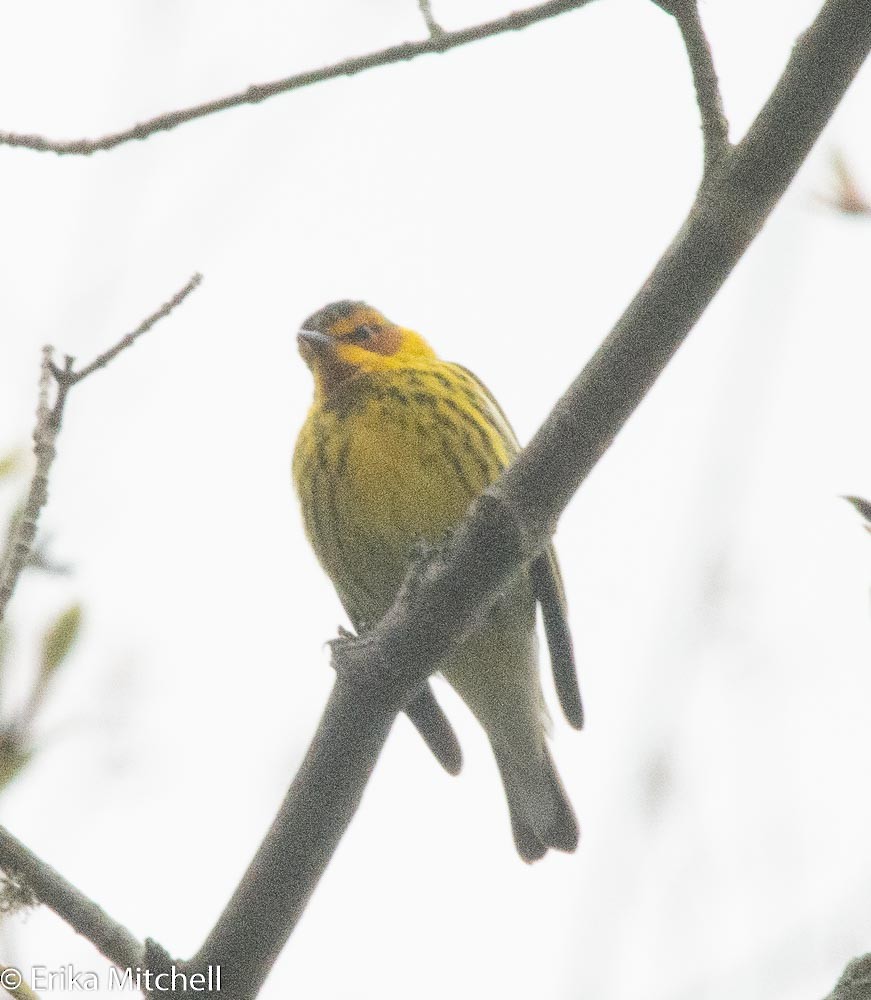 Cape May Warbler - ML235992521