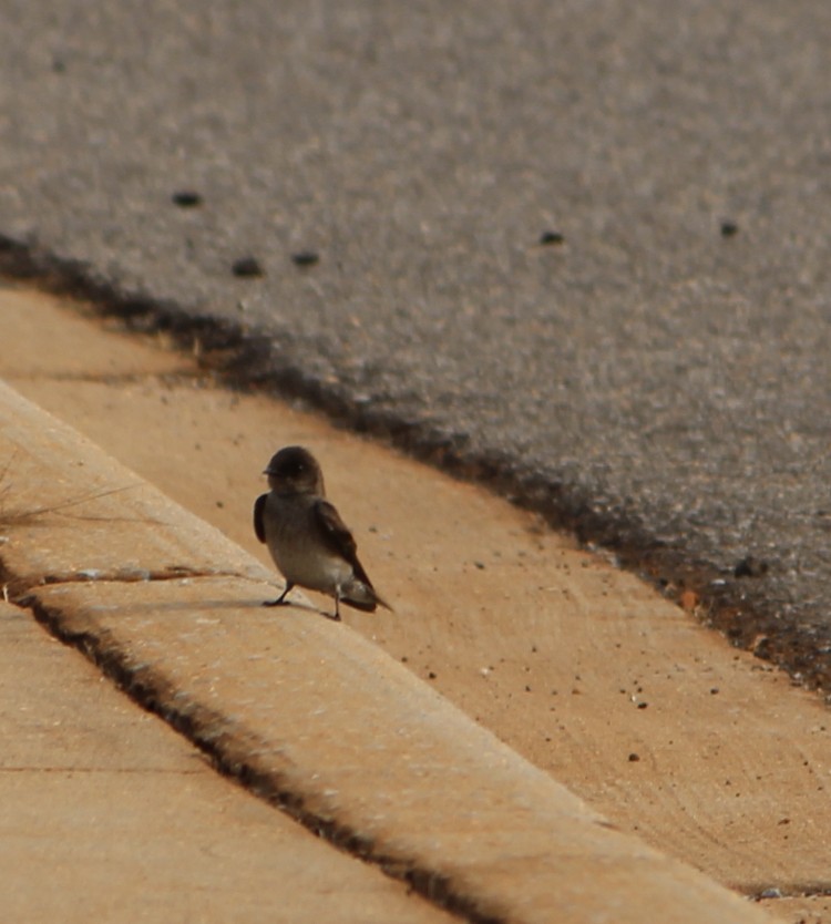 Northern Rough-winged Swallow - ML235993091