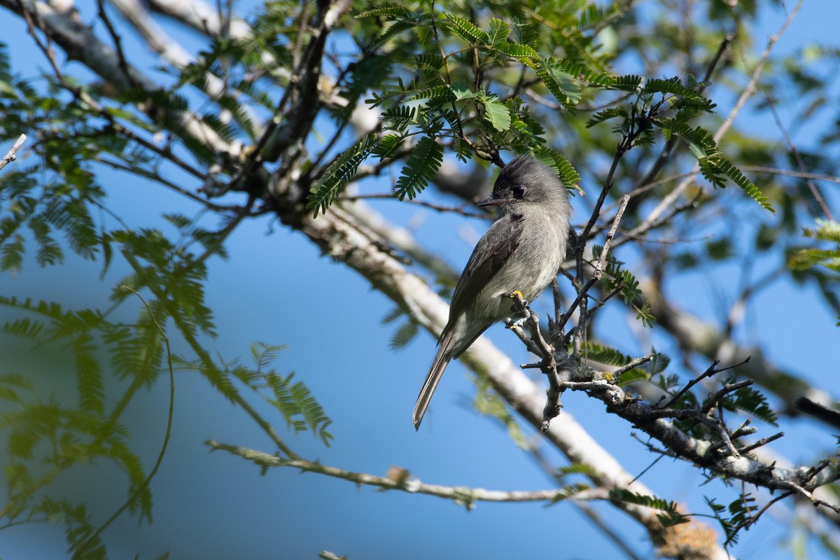 Southern Tropical Pewee - ML236004381