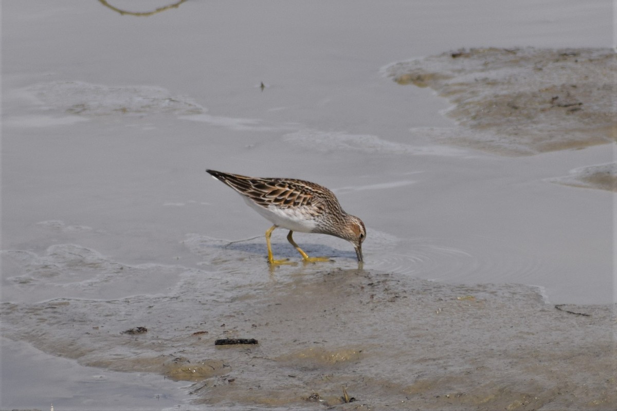 Pectoral Sandpiper - Syd Cannings