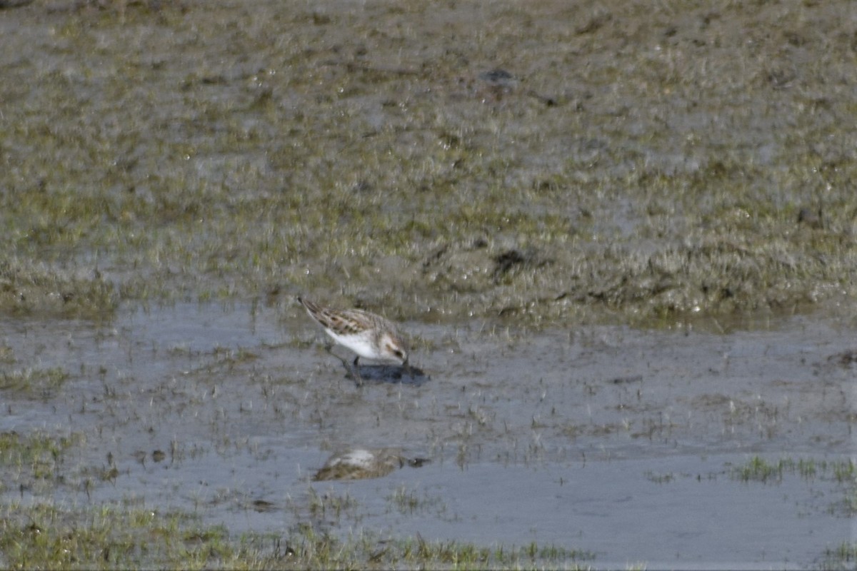Semipalmated Sandpiper - Syd Cannings