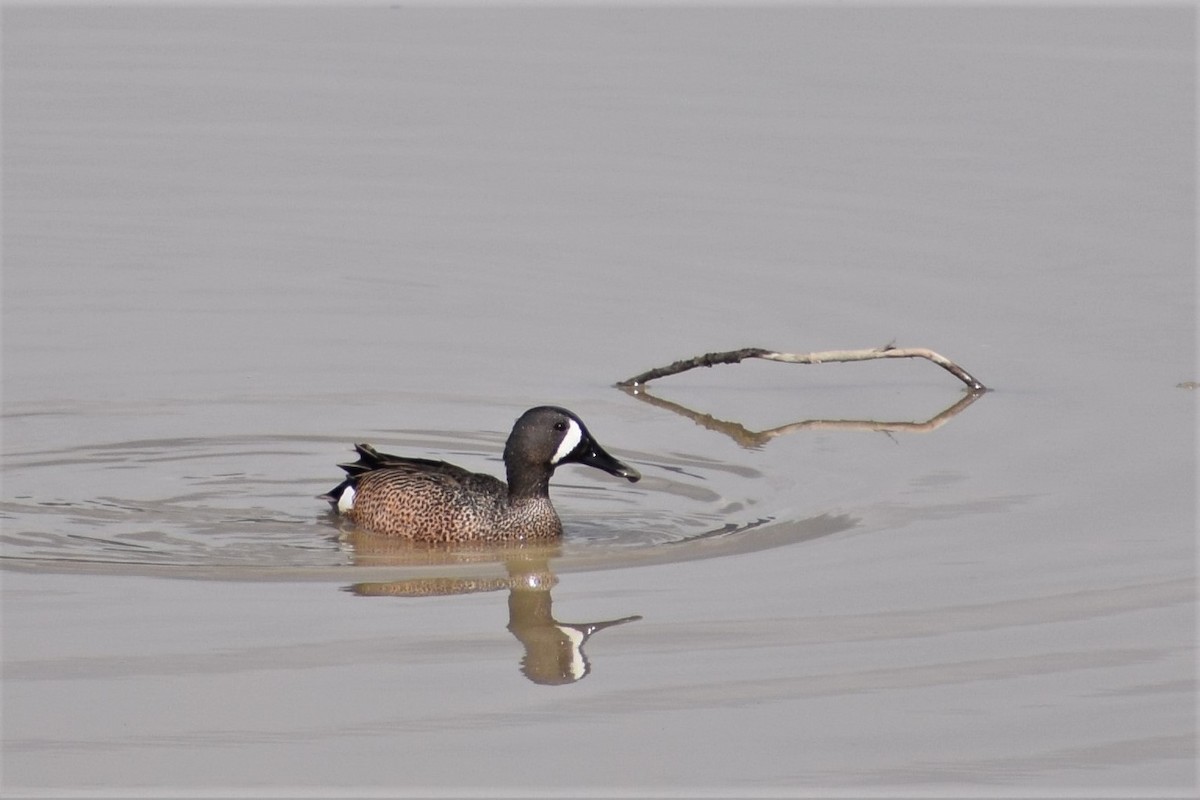 Blue-winged Teal - ML236009231